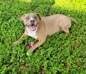 DAISY, Young Female Pit Bull Terrier