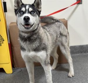 COCO Siberian Husky Dog