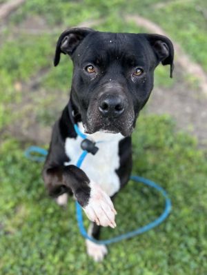 SQUASH Pit Bull Terrier Dog