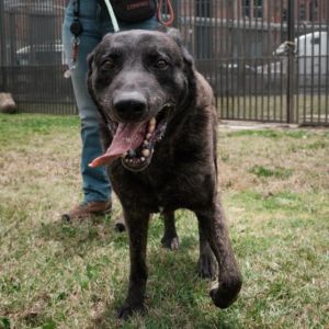 YODY Mixed Breed Dog