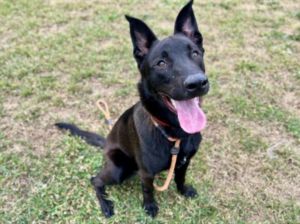 BENICIO German Shepherd Dog Dog