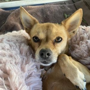 Purdy Chihuahua Dog