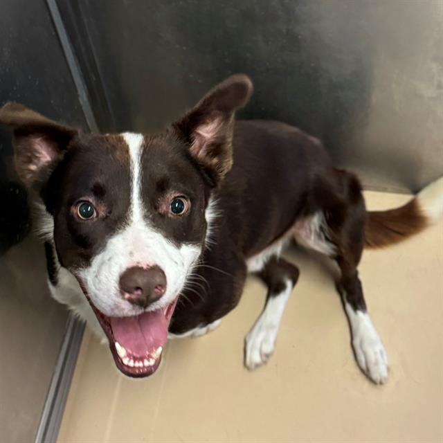 Dog, an adoptable Border Collie, Mixed Breed in Blythe, CA, 92225 | Photo Image 1