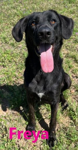 FREYA is a 2 year old 69lb German Shepard Dog Mix She does pull on leash and is a pretty