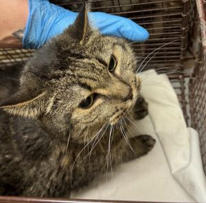 Primary Color Brown Tabby Weight 104lbs Animal has been Spayed