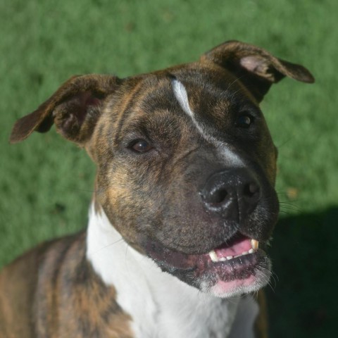 Angie, an adoptable Mixed Breed in Ottawa, KS, 66067 | Photo Image 1