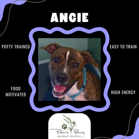 Angie, an adoptable Mixed Breed in Ottawa, KS, 66067 | Photo Image 3