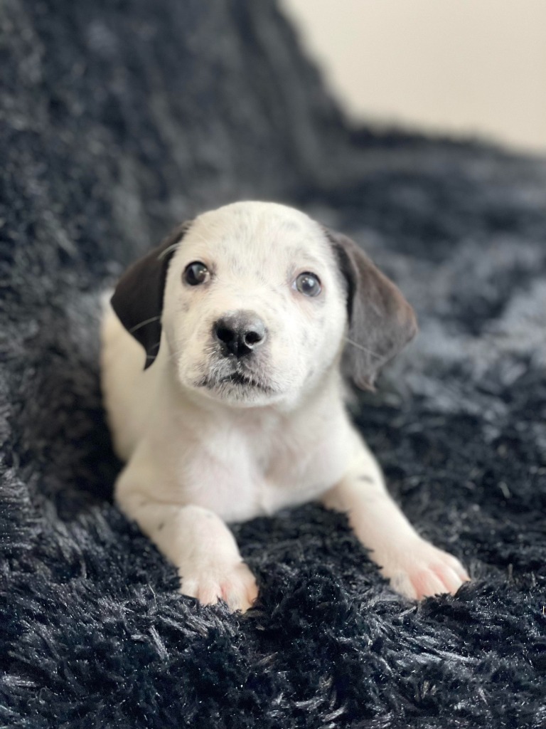 Looney Tunes Litter - Sylvester, an adoptable Dalmatian, Cockapoo in Savage, MN, 55378 | Photo Image 1