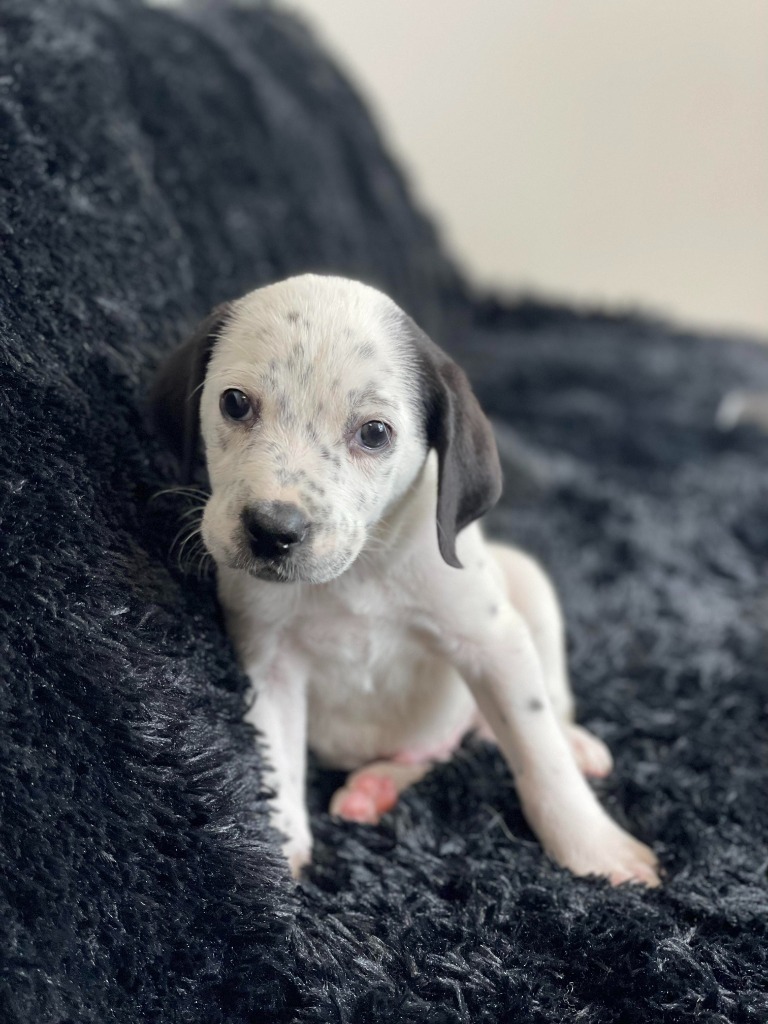 Looney Tunes Litter - Sylvester, an adoptable Dalmatian, Cockapoo in Savage, MN, 55378 | Photo Image 5