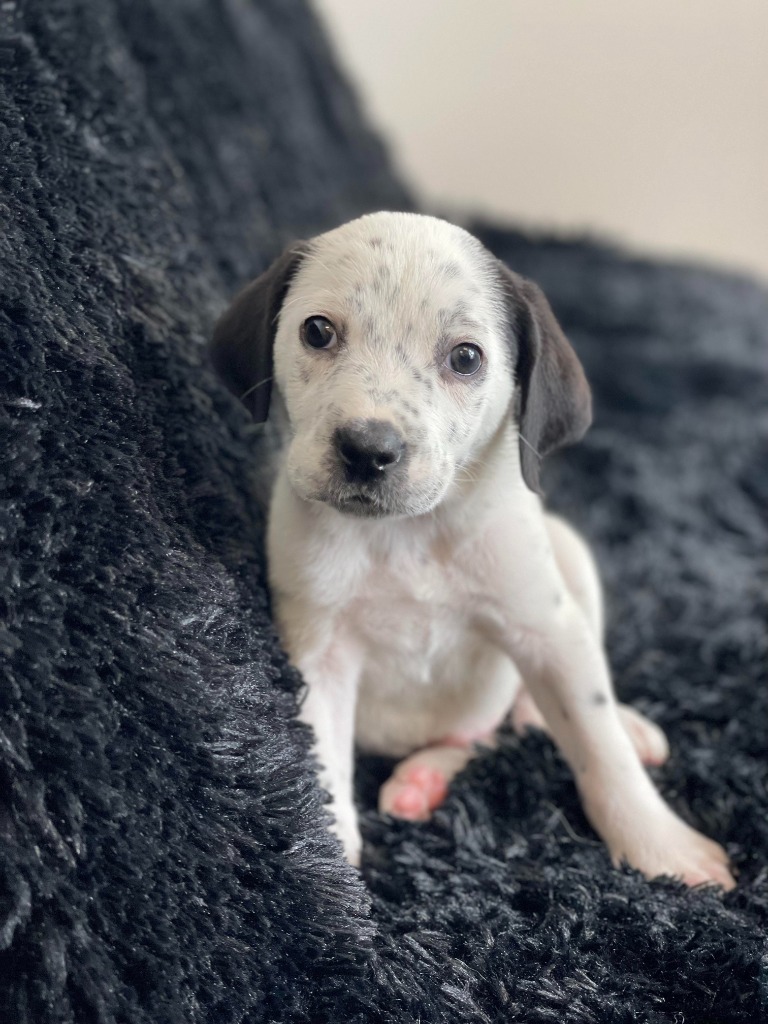 Looney Tunes Litter - Sylvester, an adoptable Dalmatian, Cockapoo in Savage, MN, 55378 | Photo Image 6