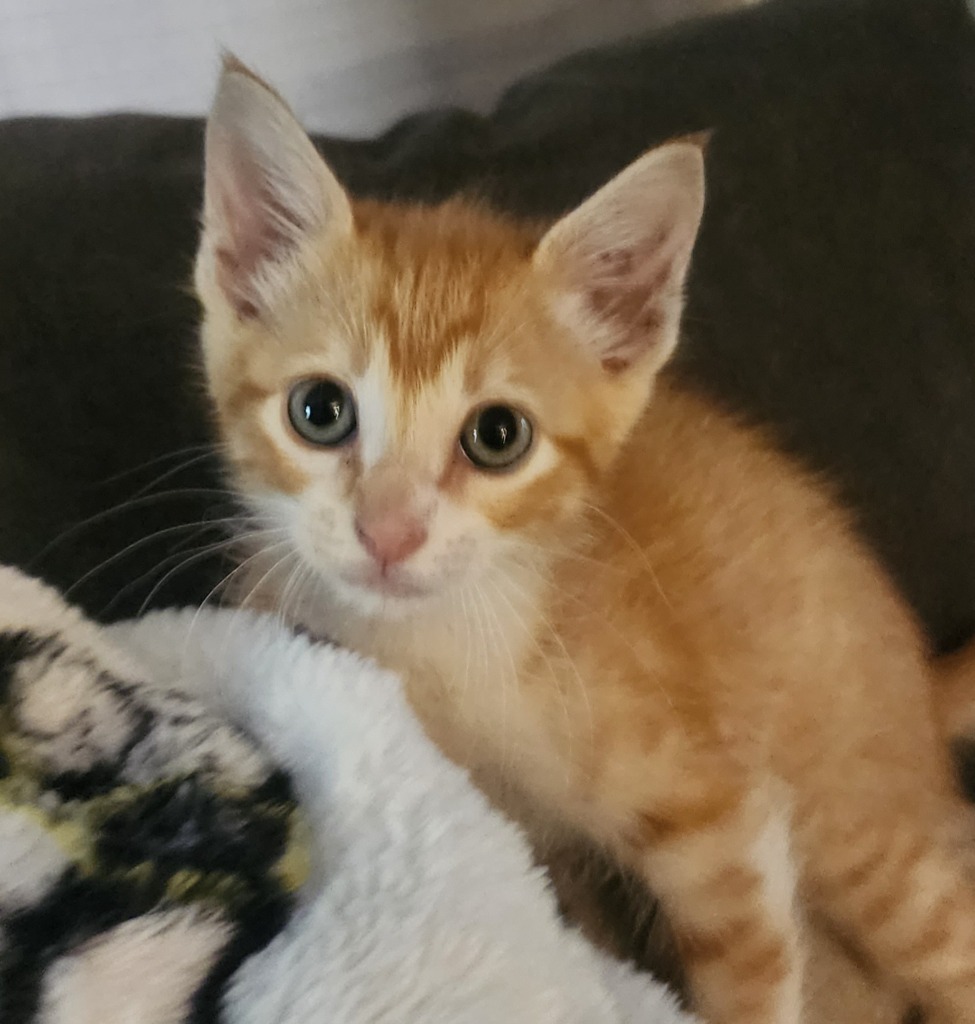Wincup Express, an adoptable Domestic Short Hair in El Dorado, AR, 71730 | Photo Image 1