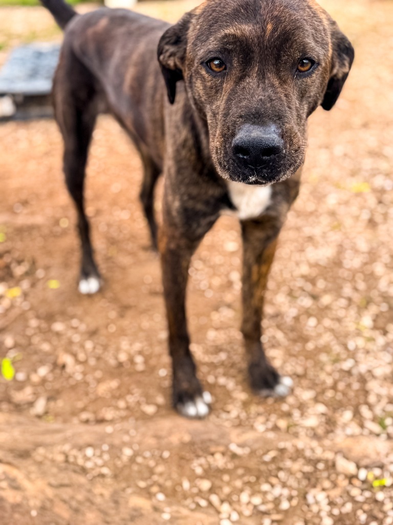 Charlie, an adoptable Affenpinscher in Russellville, KY, 42276 | Photo Image 1