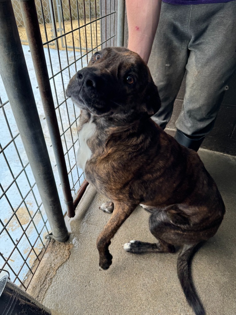 Charlie, an adoptable Affenpinscher in Russellville, KY, 42276 | Photo Image 2