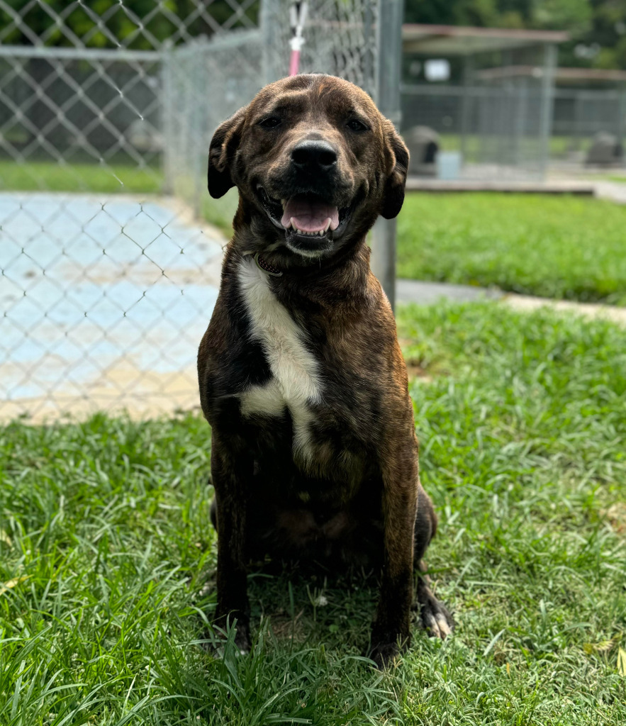 Charlie, an adoptable Affenpinscher in Russellville, KY, 42276 | Photo Image 3