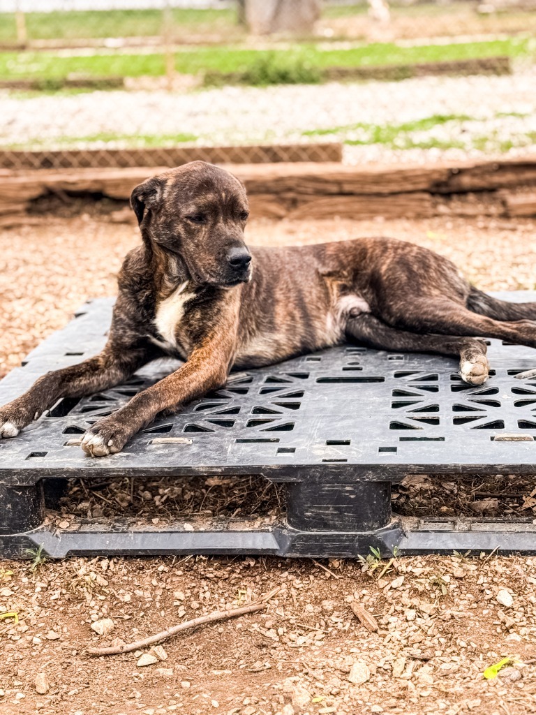 Charlie, an adoptable Affenpinscher in Russellville, KY, 42276 | Photo Image 4