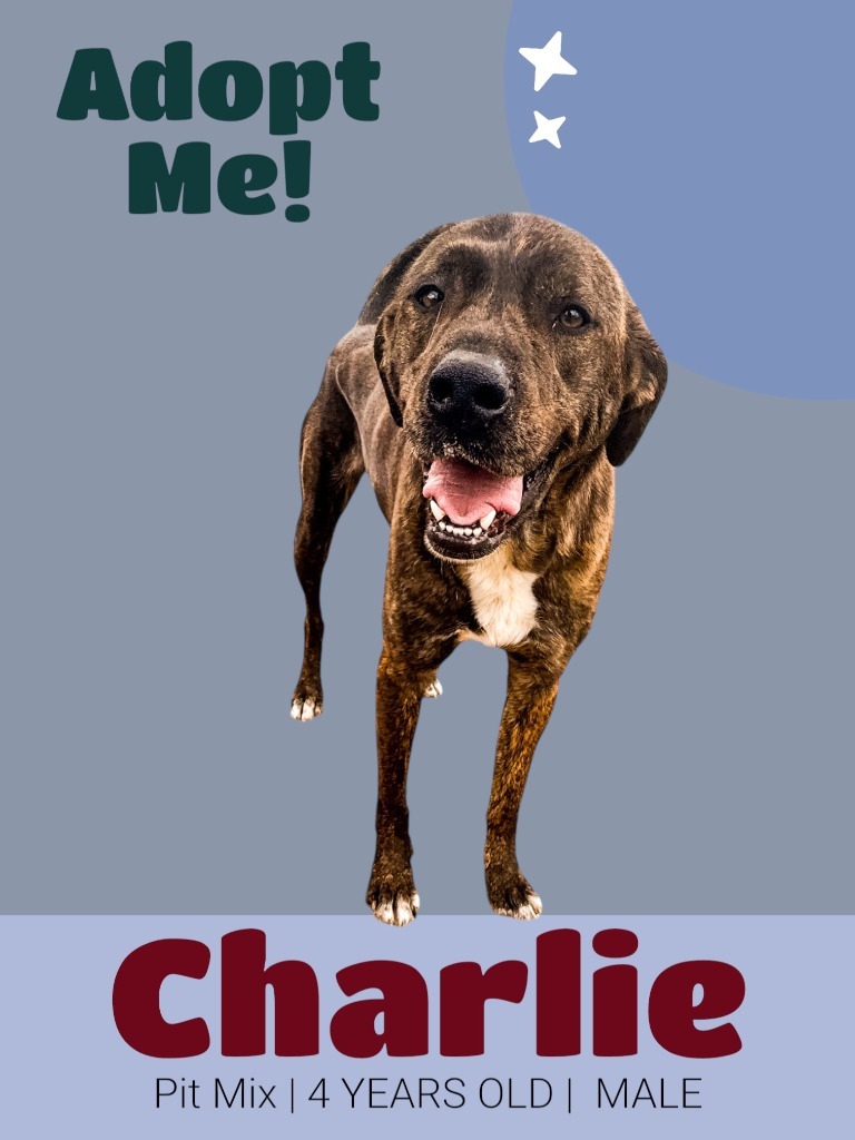 Charlie, an adoptable Affenpinscher in Russellville, KY, 42276 | Photo Image 5