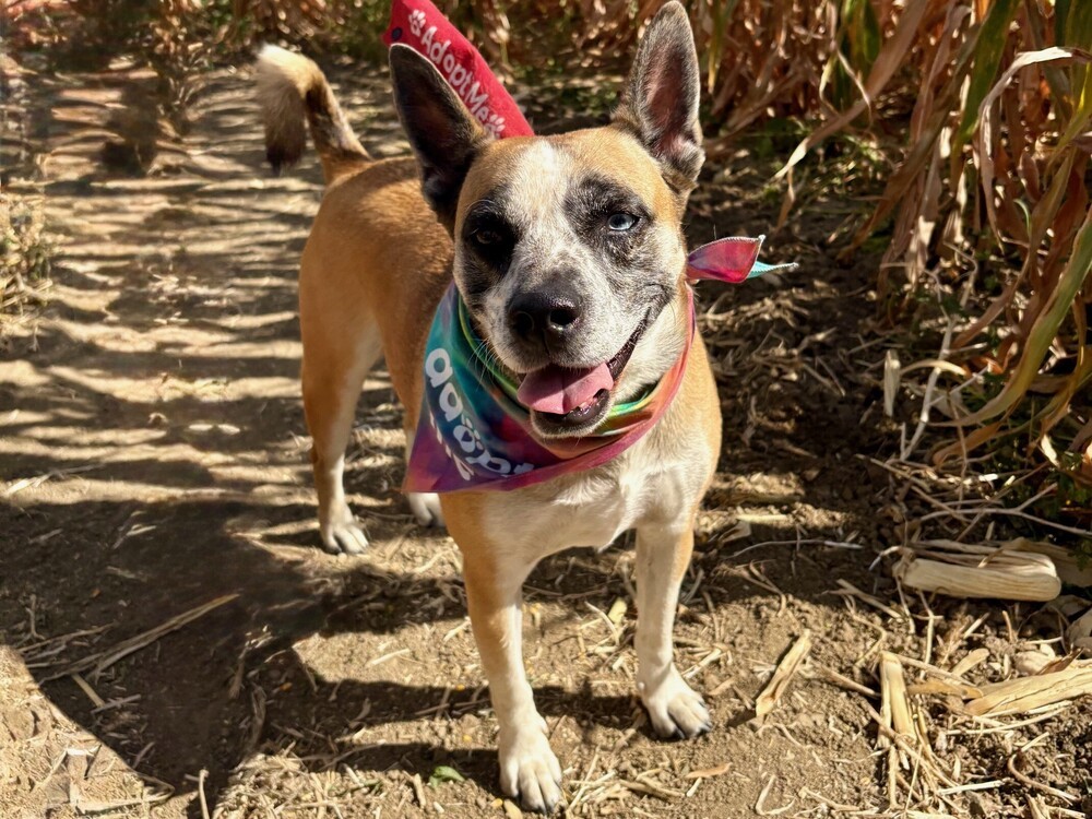 Juno, an adoptable Australian Cattle Dog / Blue Heeler in Littleton, CO, 80126 | Photo Image 1