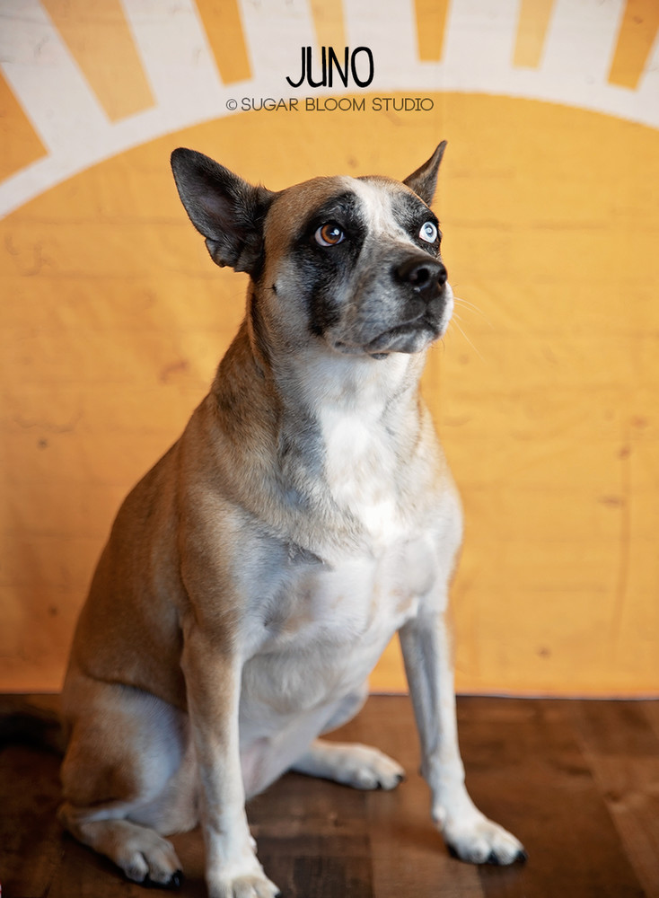 Juno, an adoptable Australian Cattle Dog / Blue Heeler in Littleton, CO, 80126 | Photo Image 2