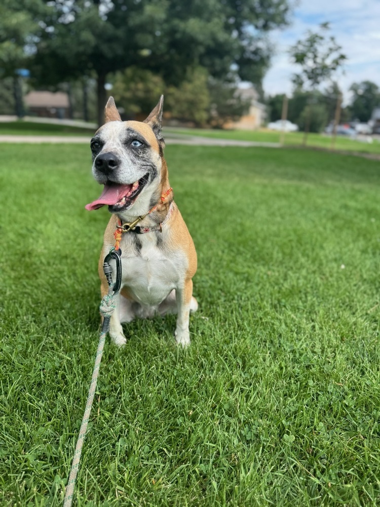 Juno, an adoptable Australian Cattle Dog / Blue Heeler in Littleton, CO, 80126 | Photo Image 3