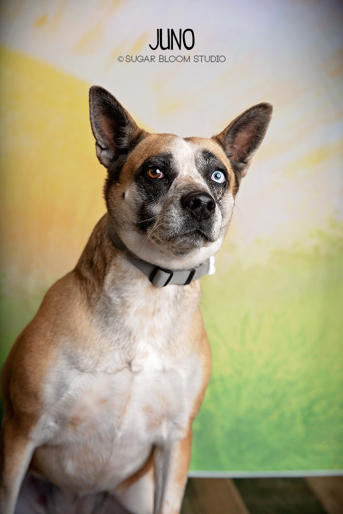 Juno, an adoptable Australian Cattle Dog / Blue Heeler in Littleton, CO, 80126 | Photo Image 6