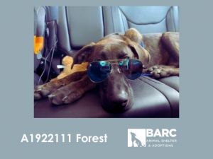 FOREST Plott Hound Dog