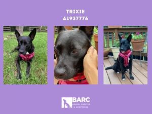 Trixie is currently in a foster home learning how to come out of her shell Please email BARCFoster