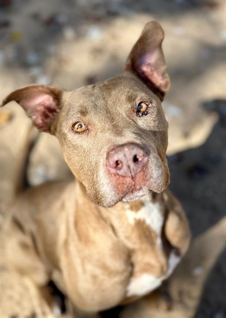 NENO, an adoptable Pit Bull Terrier, Mixed Breed in Fort Walton Beach, FL, 32548 | Photo Image 1
