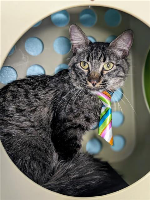 HARIBO, an adoptable Domestic Medium Hair in Henderson, NV, 89015 | Photo Image 1