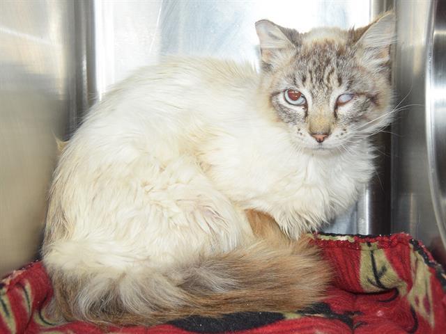 KAITO (GARDEN CAT), an adoptable Himalayan, Domestic Short Hair in Sacramento, CA, 95827 | Photo Image 1