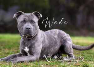 Wade, Adult Male Pit Bull Terrier
