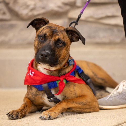 Nori, an adoptable Feist, Terrier in Chantilly, VA, 20152 | Photo Image 2