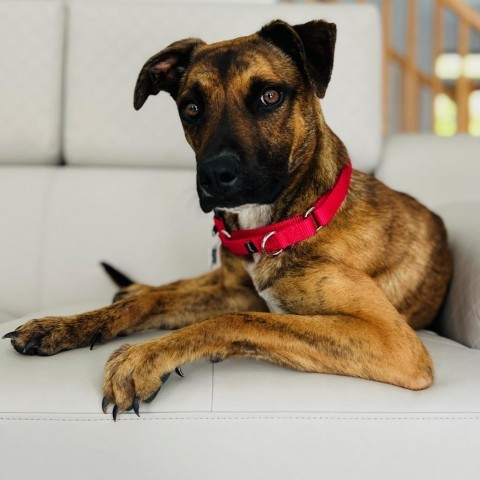 Nori, an adoptable Feist, Terrier in Chantilly, VA, 20152 | Photo Image 7