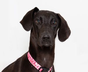 Hey there Im Calliope a spirited 10-month-old Weimaraner mix and Ive got quite the story to sha