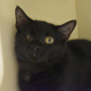 Katniss, Adult Female unknown