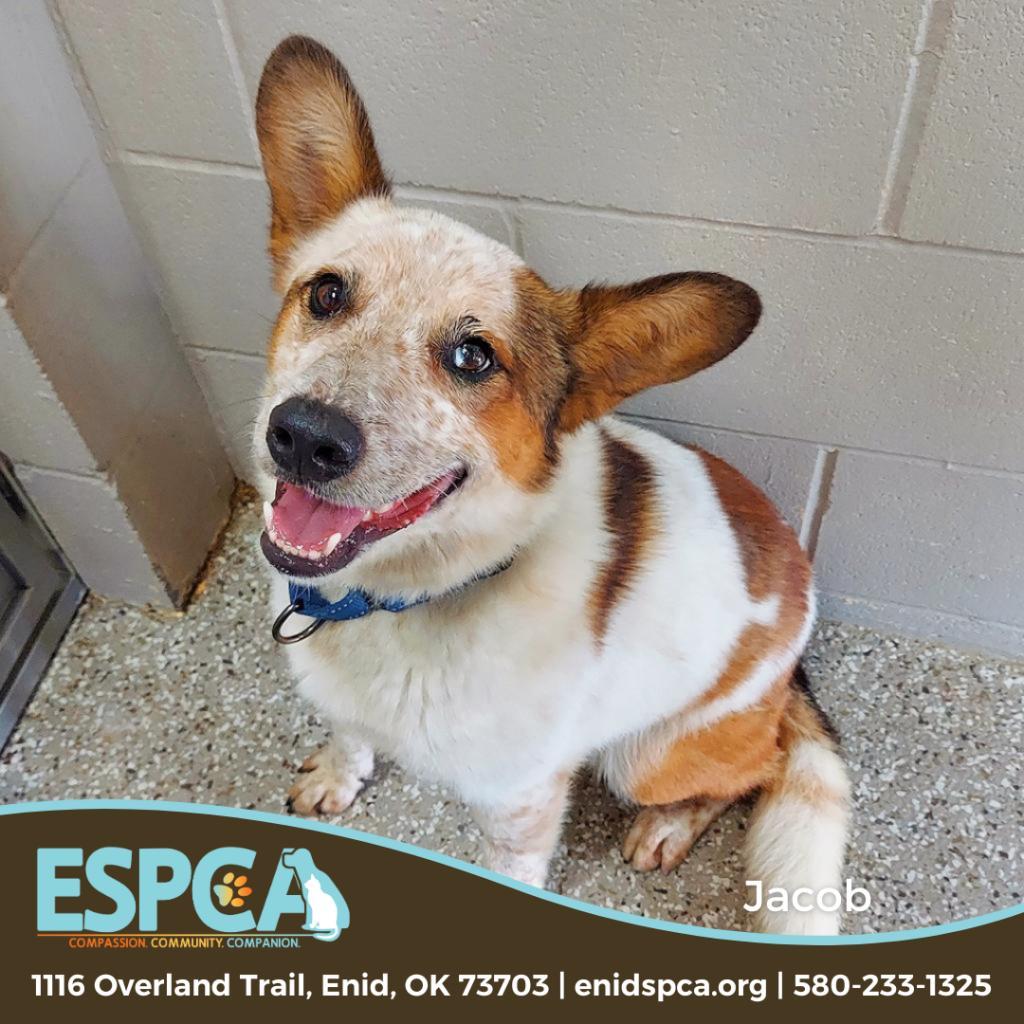 Jacob, an adoptable Cardigan Welsh Corgi, Cattle Dog in Enid, OK, 73703 | Photo Image 1