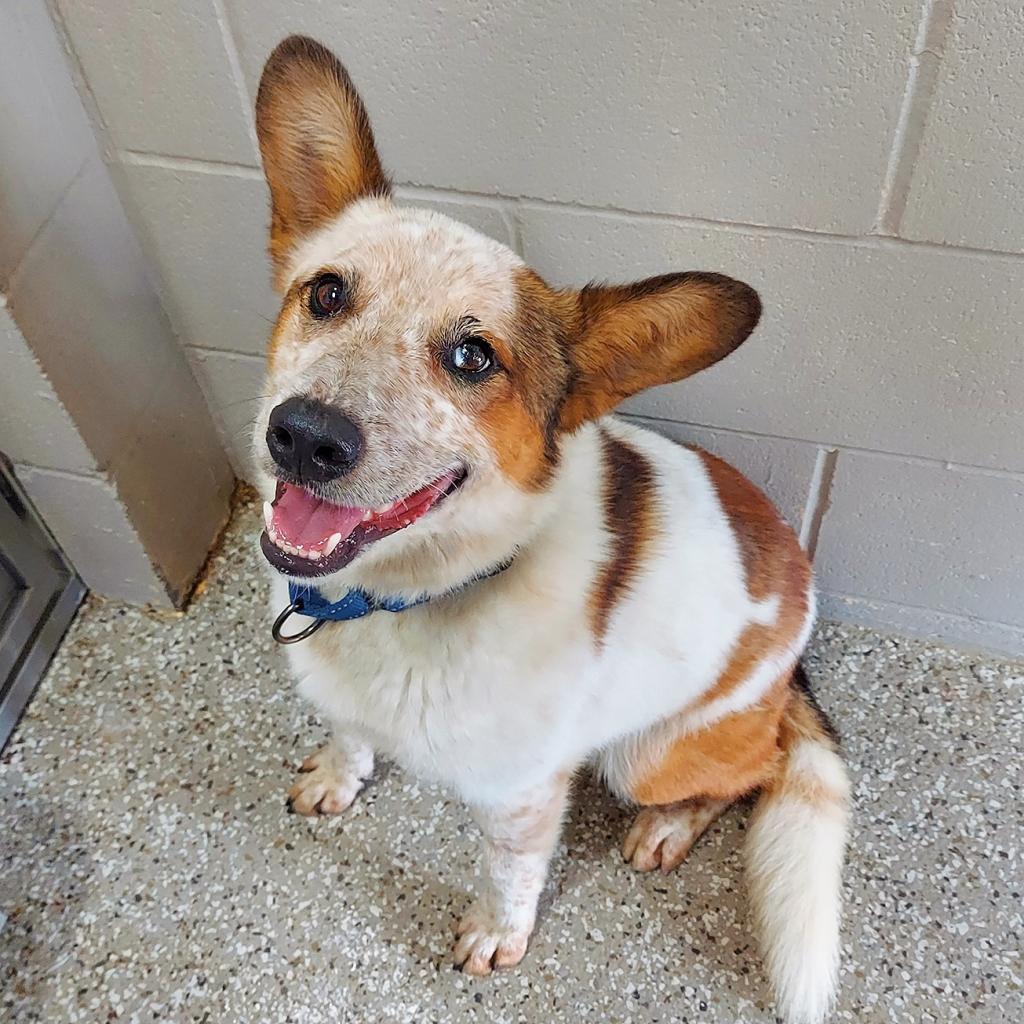 Jacob, an adoptable Cardigan Welsh Corgi, Cattle Dog in Enid, OK, 73703 | Photo Image 2