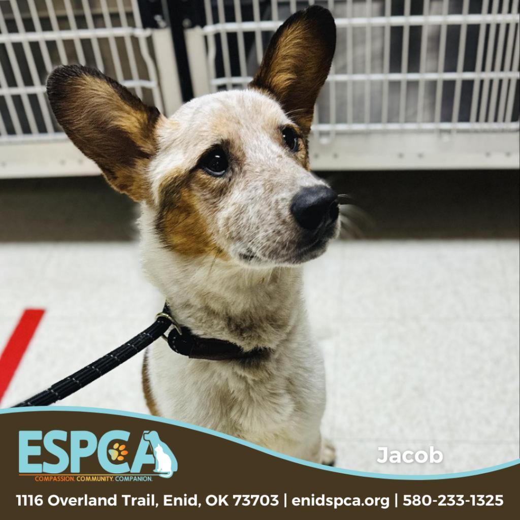 Jacob, an adoptable Cardigan Welsh Corgi, Cattle Dog in Enid, OK, 73703 | Photo Image 3