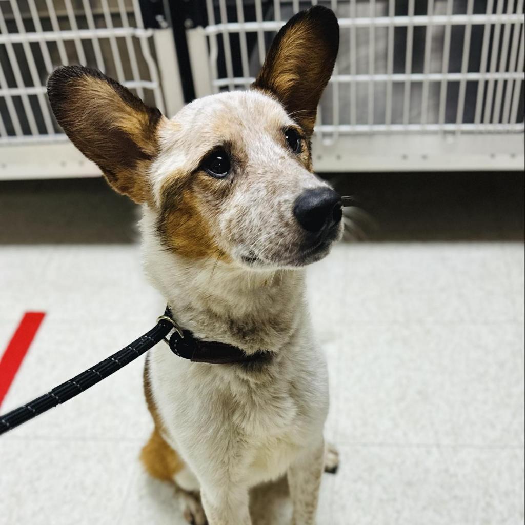 Jacob, an adoptable Cardigan Welsh Corgi, Cattle Dog in Enid, OK, 73703 | Photo Image 4