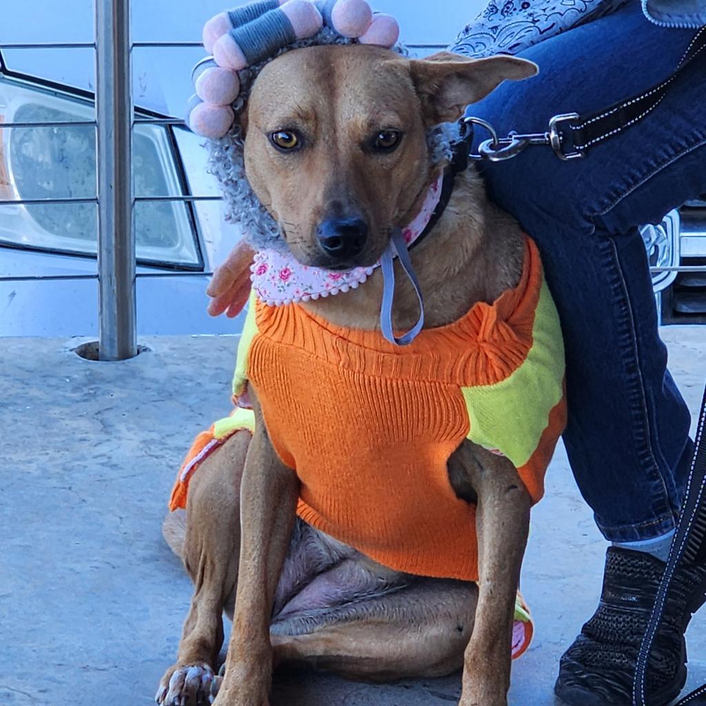 Roxie, an adoptable Labrador Retriever, Mixed Breed in Enid, OK, 73703 | Photo Image 2