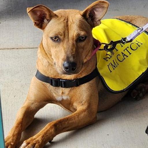 Roxie, an adoptable Labrador Retriever, Mixed Breed in Enid, OK, 73703 | Photo Image 6