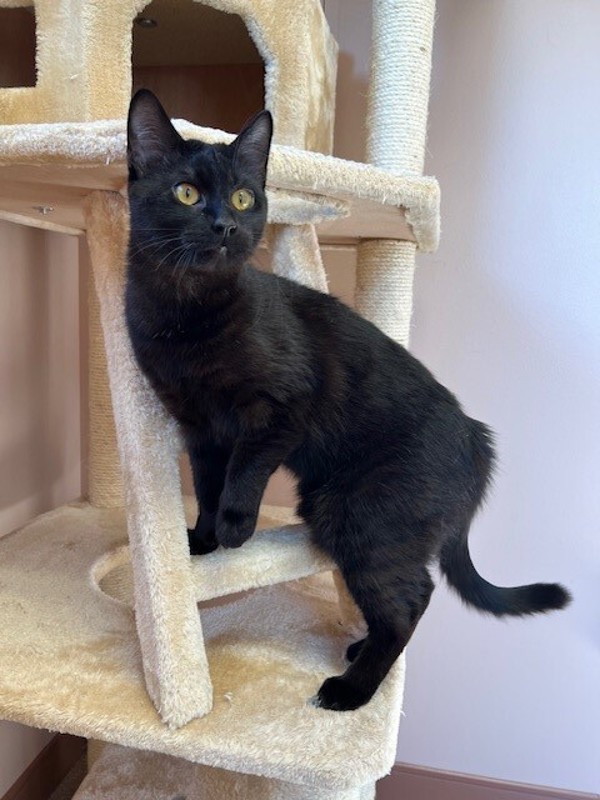 Reed, an adoptable Domestic Short Hair in Great Falls, MT, 59405 | Photo Image 1