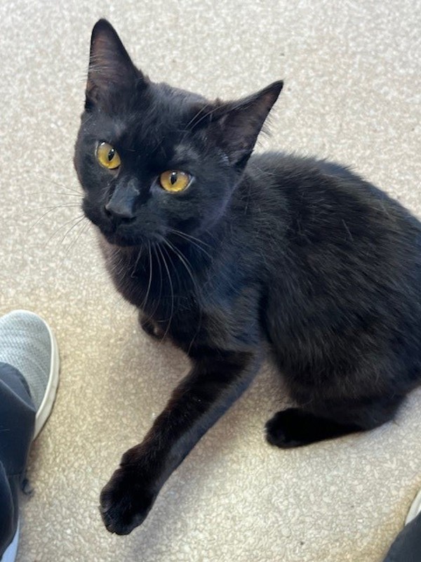 Reed, an adoptable Domestic Short Hair in Great Falls, MT, 59405 | Photo Image 5