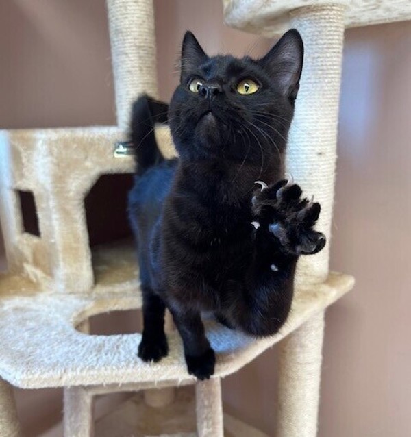 Reed, an adoptable Domestic Short Hair in Great Falls, MT, 59405 | Photo Image 6