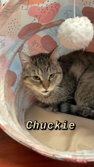 Chuckie Domestic Short Hair Cat