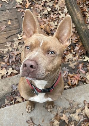 Jake Lizman, Adult Male American Staffordshire Terrier
