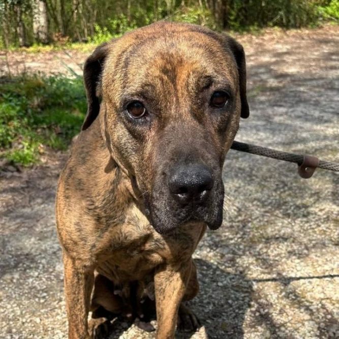 Paisley MASTIFF Barkville