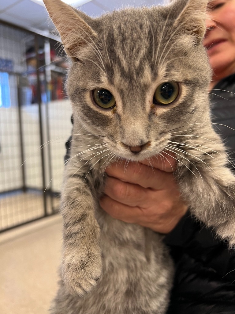 Solar, an adoptable Domestic Short Hair in Heber City, UT, 84032 | Photo Image 2