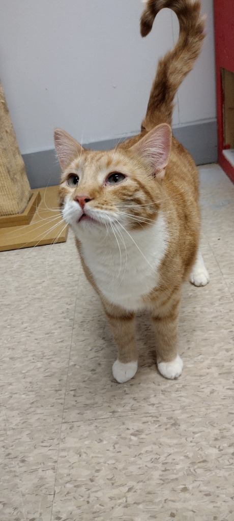 Elvis, an adoptable Domestic Short Hair in Heber City, UT, 84032 | Photo Image 1