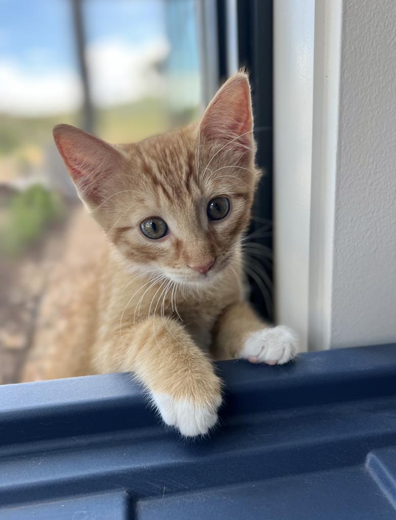 Elvis, an adoptable Domestic Short Hair in Heber City, UT, 84032 | Photo Image 2