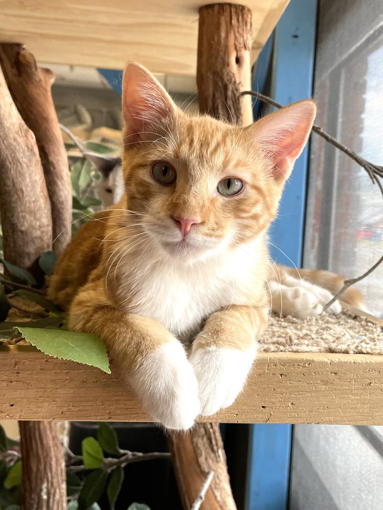 Elvis, an adoptable Domestic Short Hair in Heber City, UT, 84032 | Photo Image 3